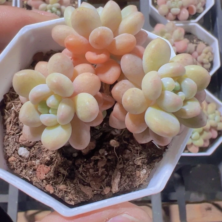 洛可可精品多肉植物