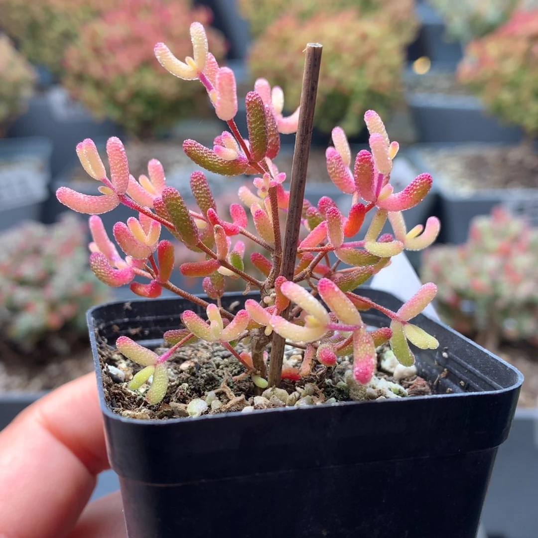 B318糖球粉锦枝干番杏