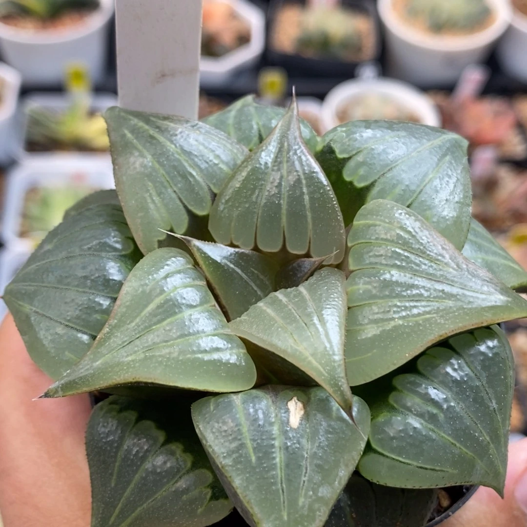 347媚凤寿一物一拍