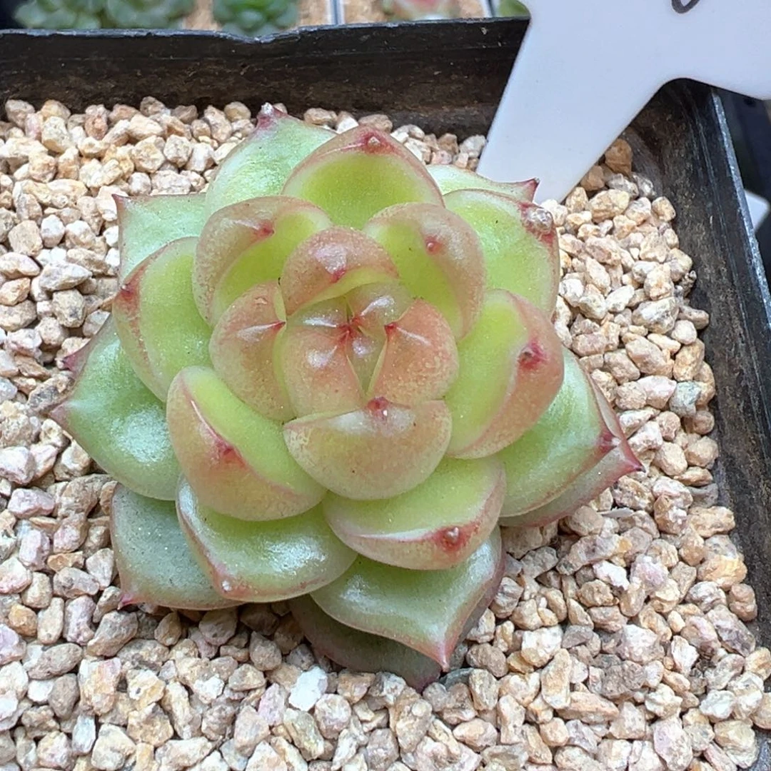 206号空灵珍妮 晗雨多肉