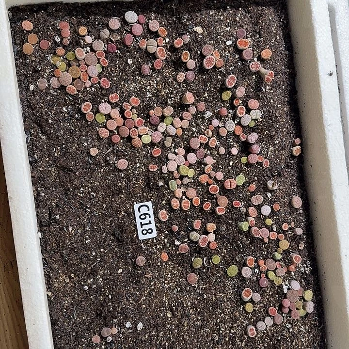 生618石花整框脱土发货不售后