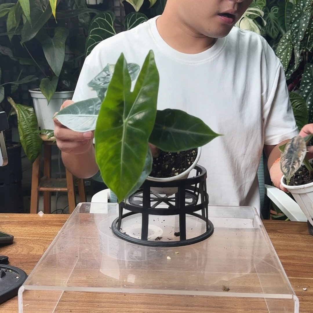 蛋***卷无花朵一物一拍R59