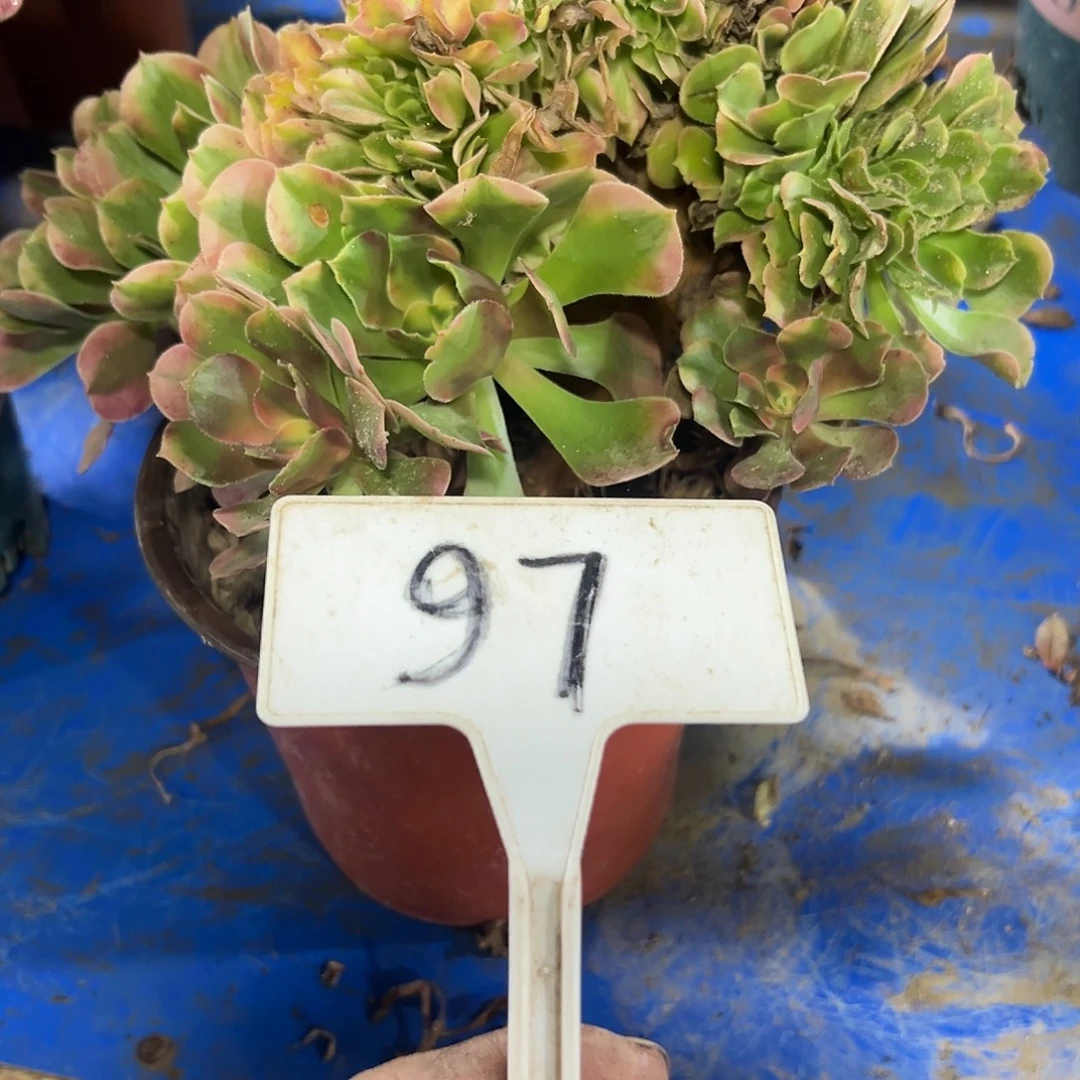 多肉植物香菲缀花97