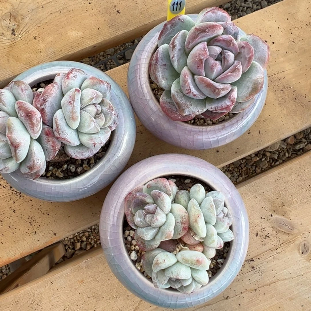 珞***轩111号冰玉石化带盆土发