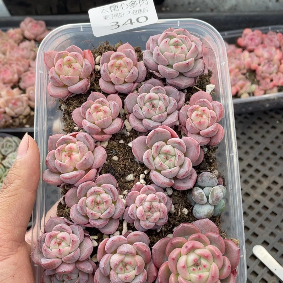 云糖心多肉植物340