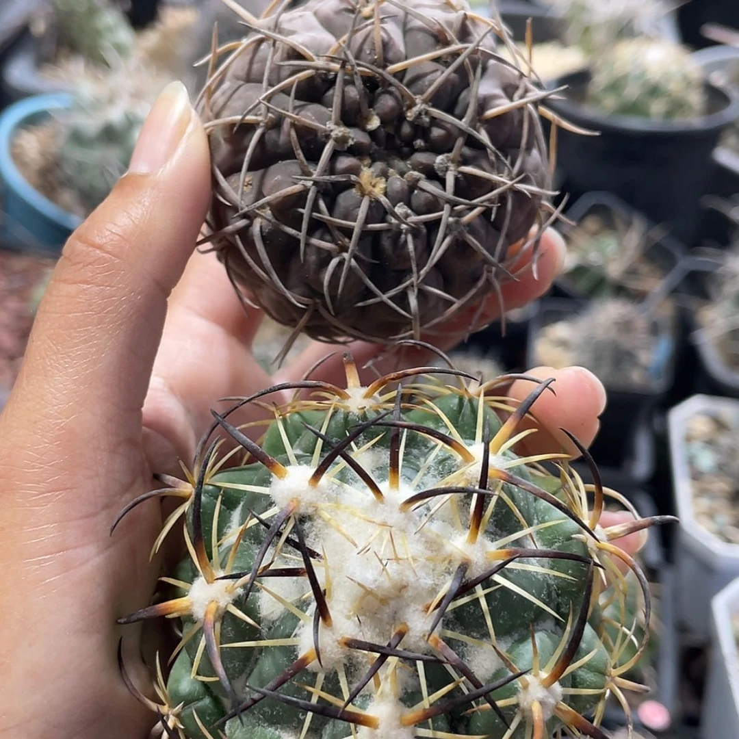 【闪购商品】组合有根66666