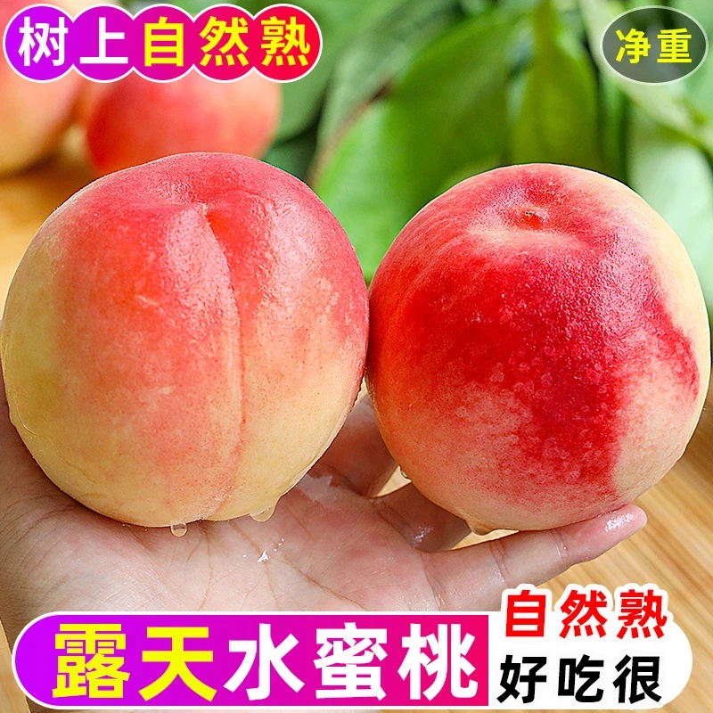 【新鲜现摘】正宗水蜜桃脆甜鲜甜多汁当季水果（放软可斯皮）坏果包赔