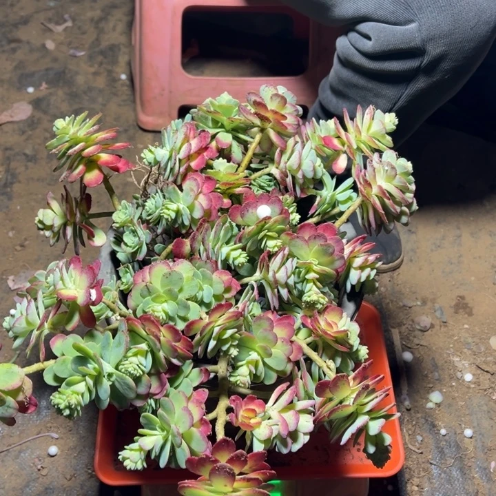 波****地栽薄化妆1棵（包邮不包损）