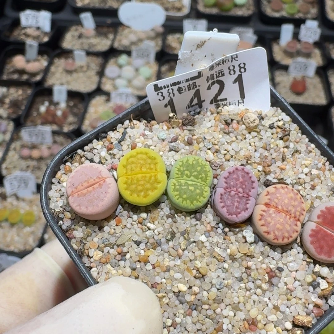 zzzzzz生石花肉锥1421