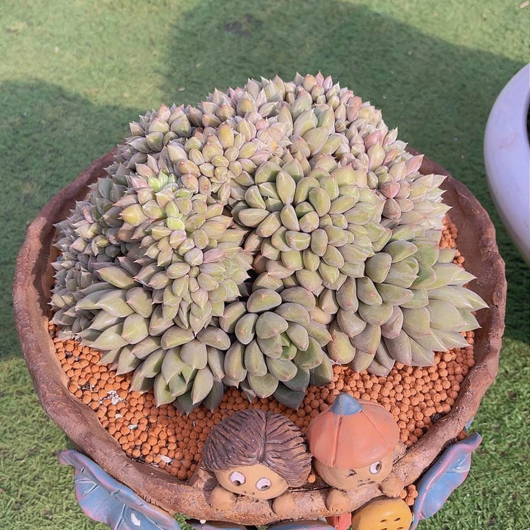 ㊗️**象牙缀不带盆