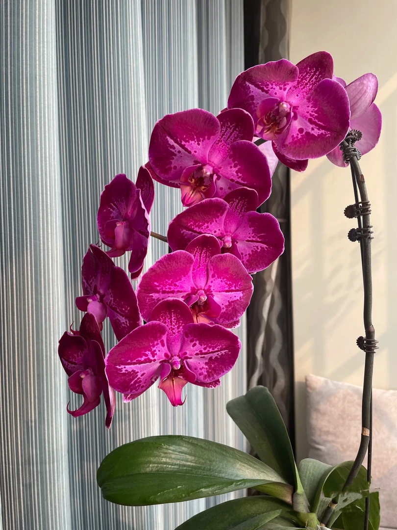 蝴蝶兰【潮流】大花型黑红色系3.5寸开花株叶片易开裂