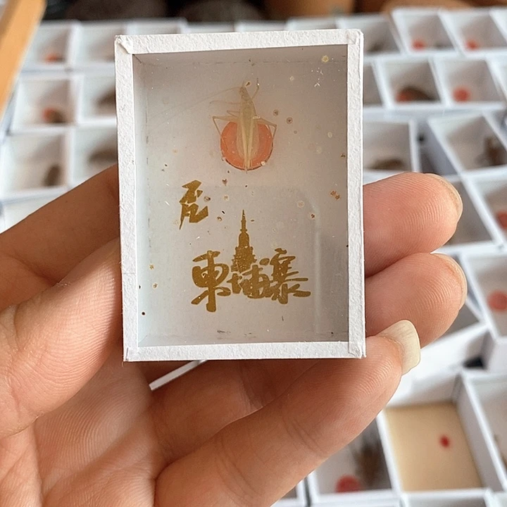 柬埔寨竹蛉三只啊啊啊