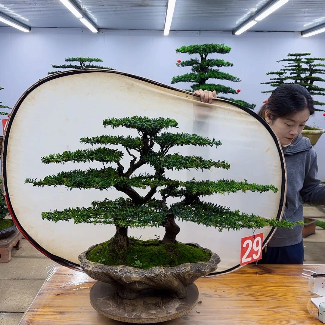 无花朵罗汉松直播间一物一拍