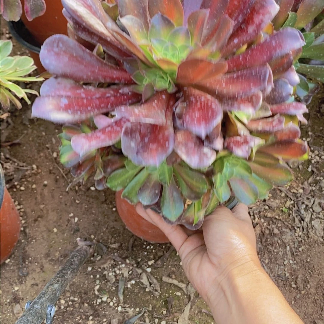 416 号一物一拍多肉植物