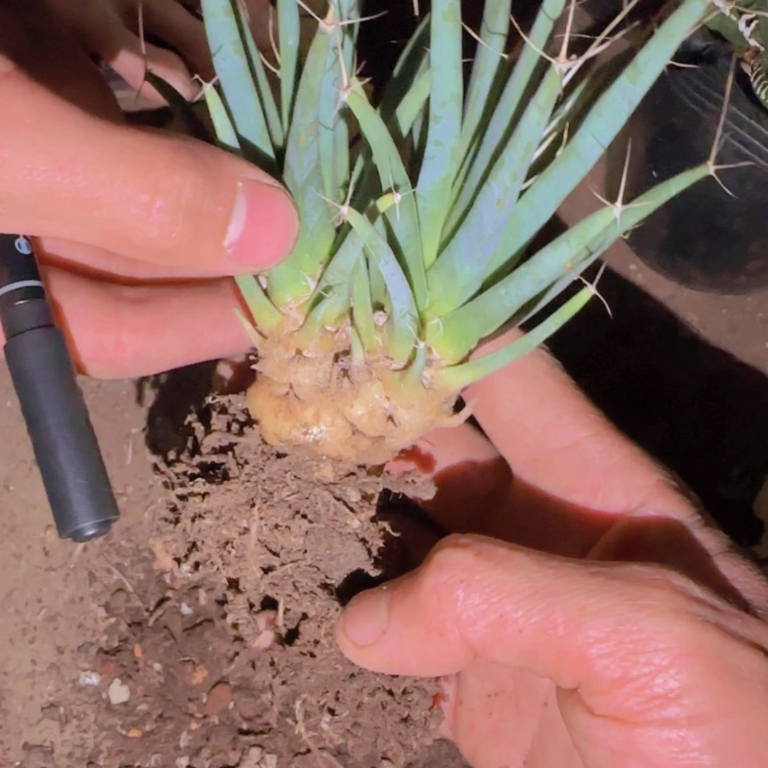 /****/块根植物块根植物