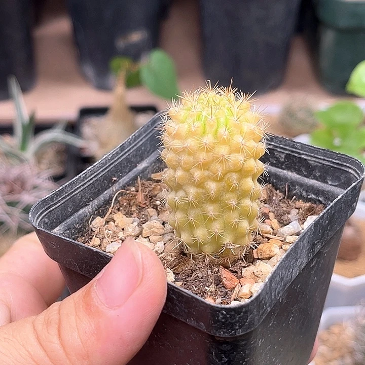 稀有智利球实生锦一颗2.4cm
