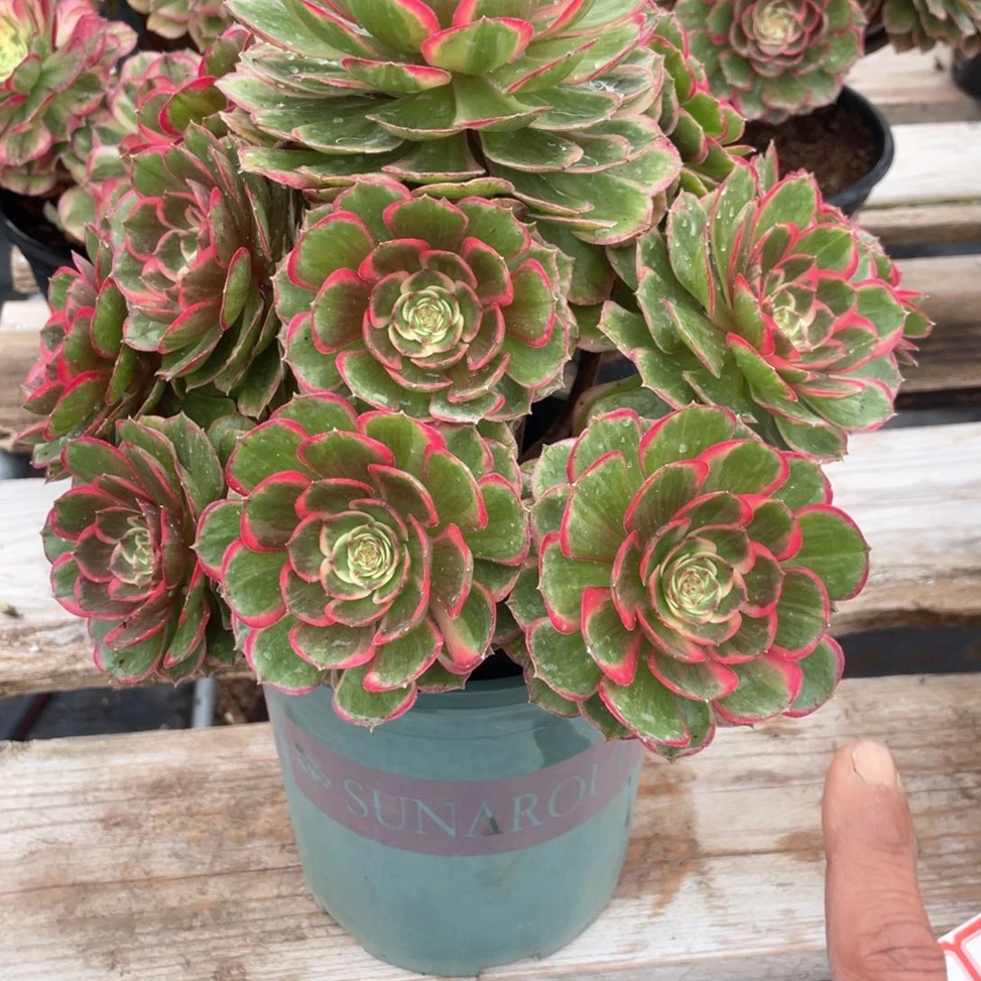 粉花妖老桩手捧269