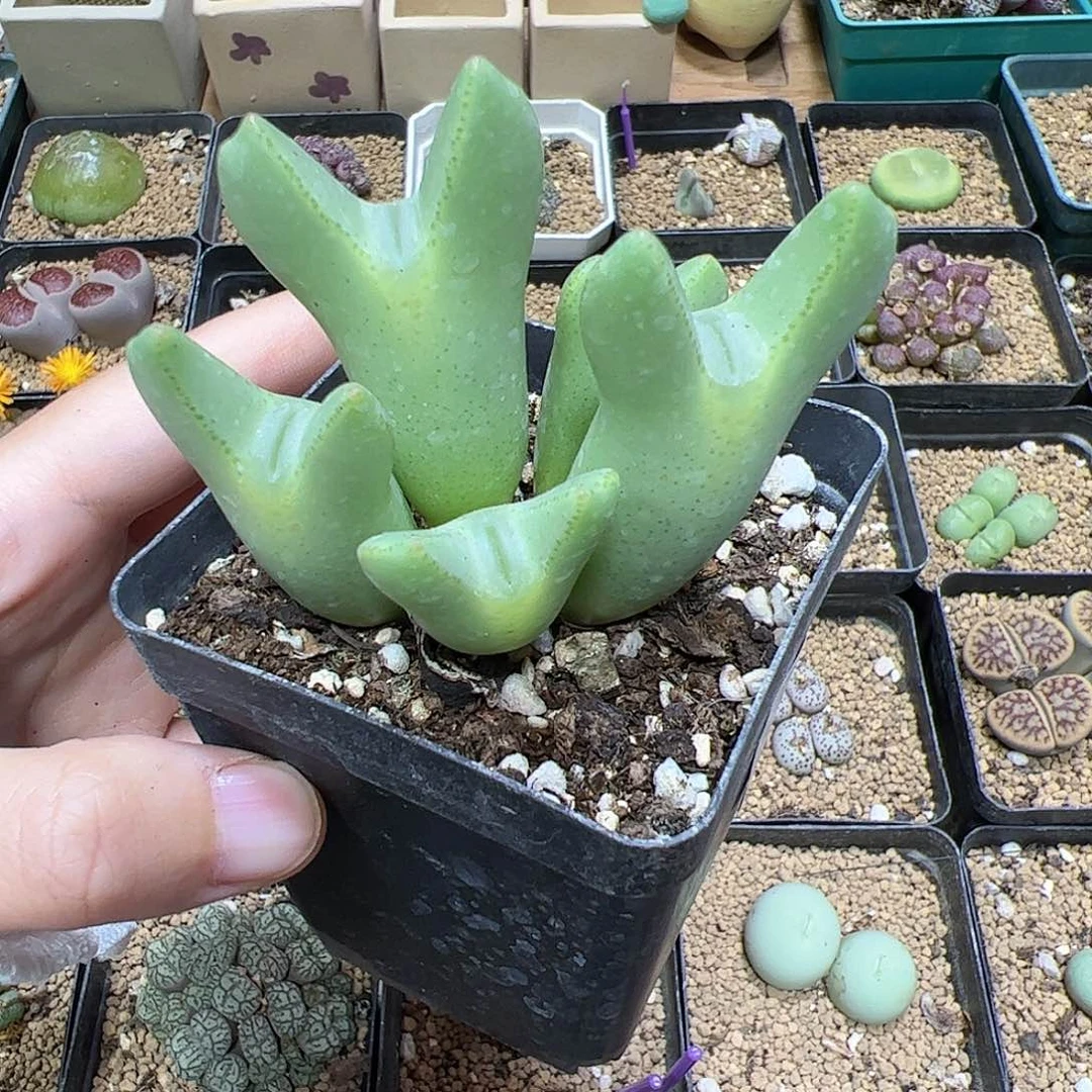 【闪购商品】242 嘟嘴少将