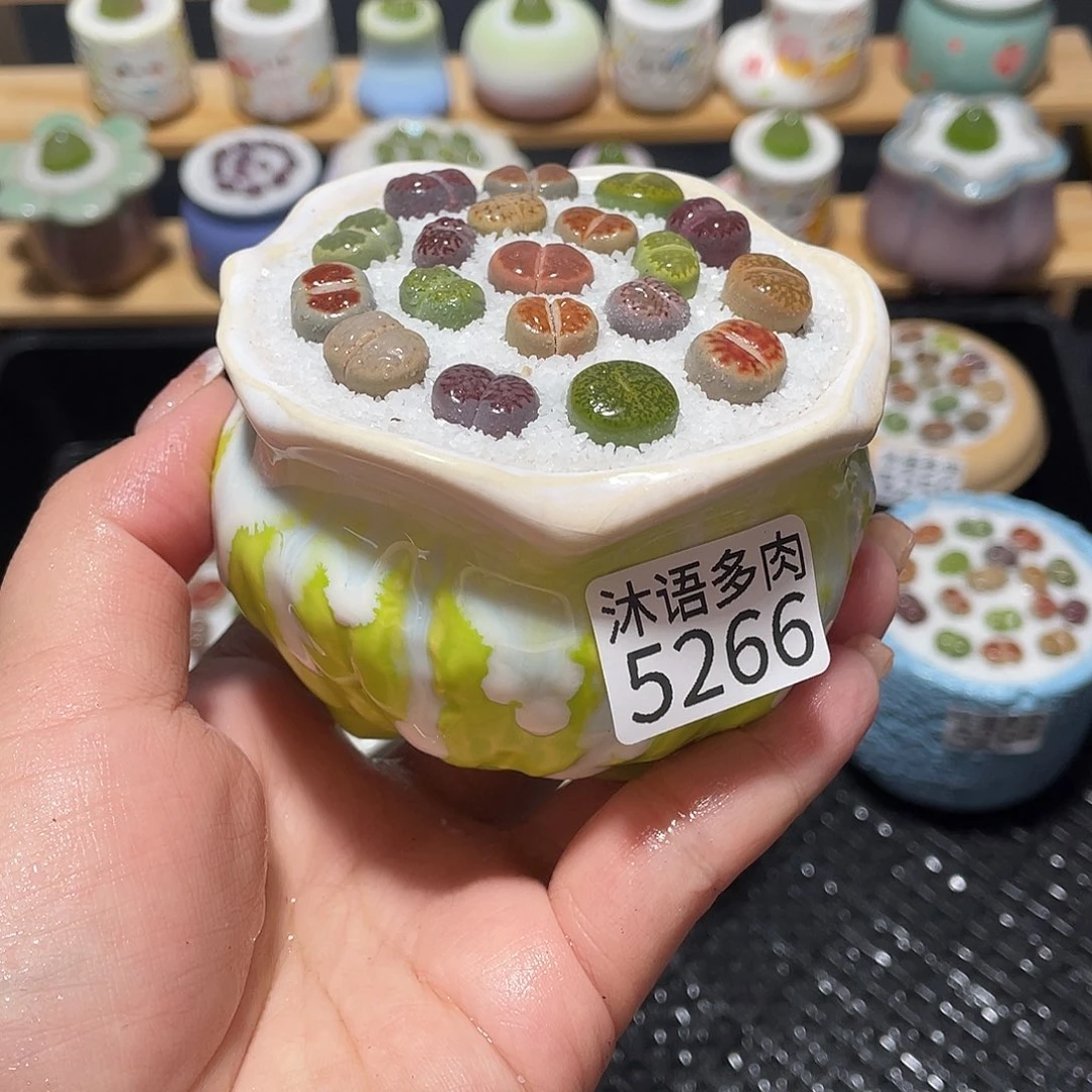 带盆土植物 一物一拍5266