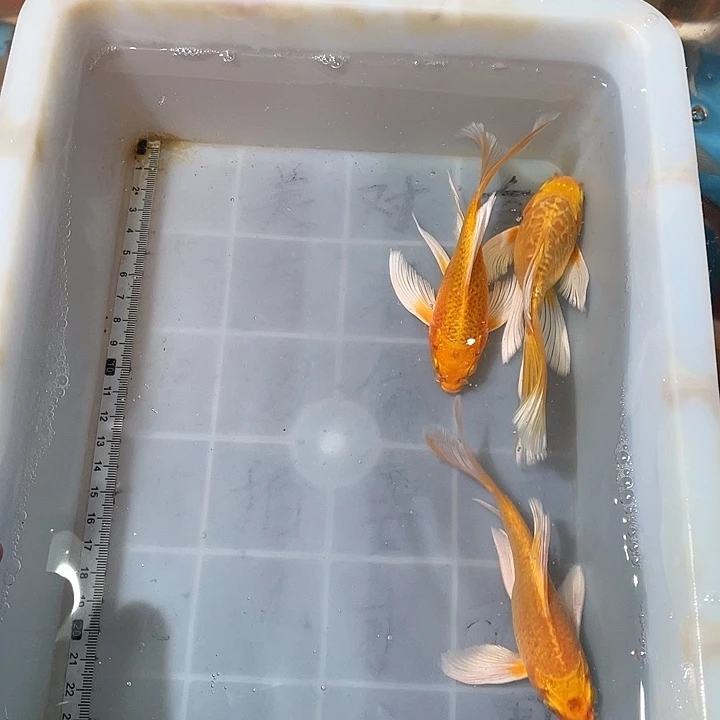 蝴蝶鲤鱼渔场直发80