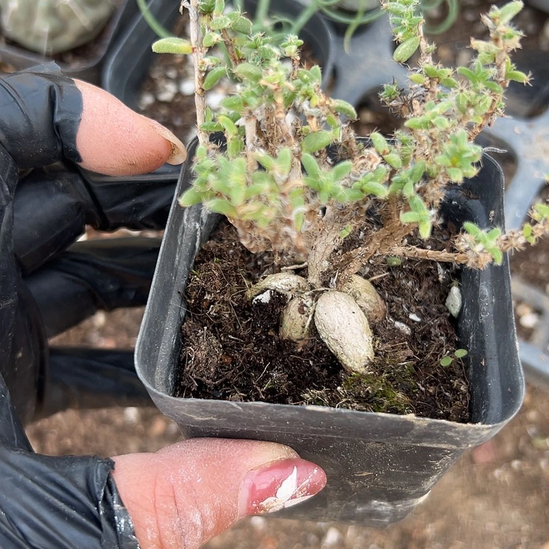多肉植物姬红小松