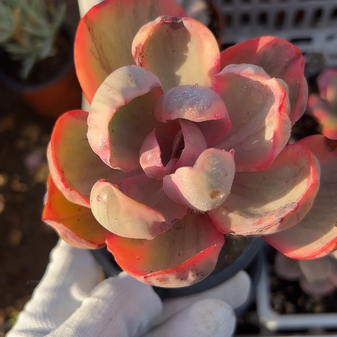 粉色安吉拉嘟嘟哦在中央音乐学院