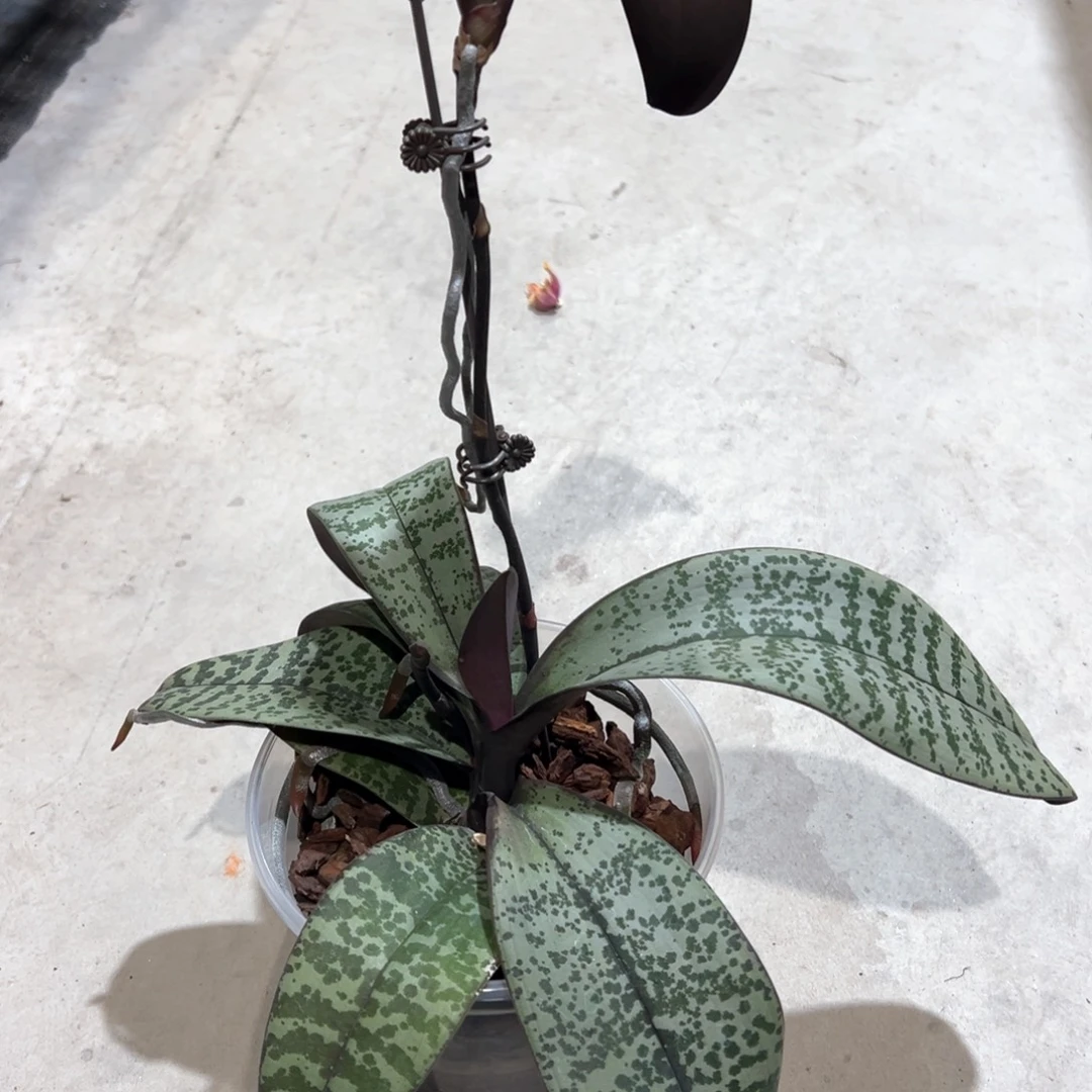 当前无花栽培后可以开花山採香花交银叶4.5爆根