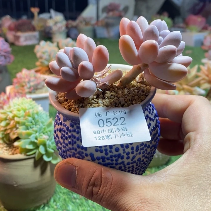 0522啊啊啊啊啊啊啊啊啊啊啊