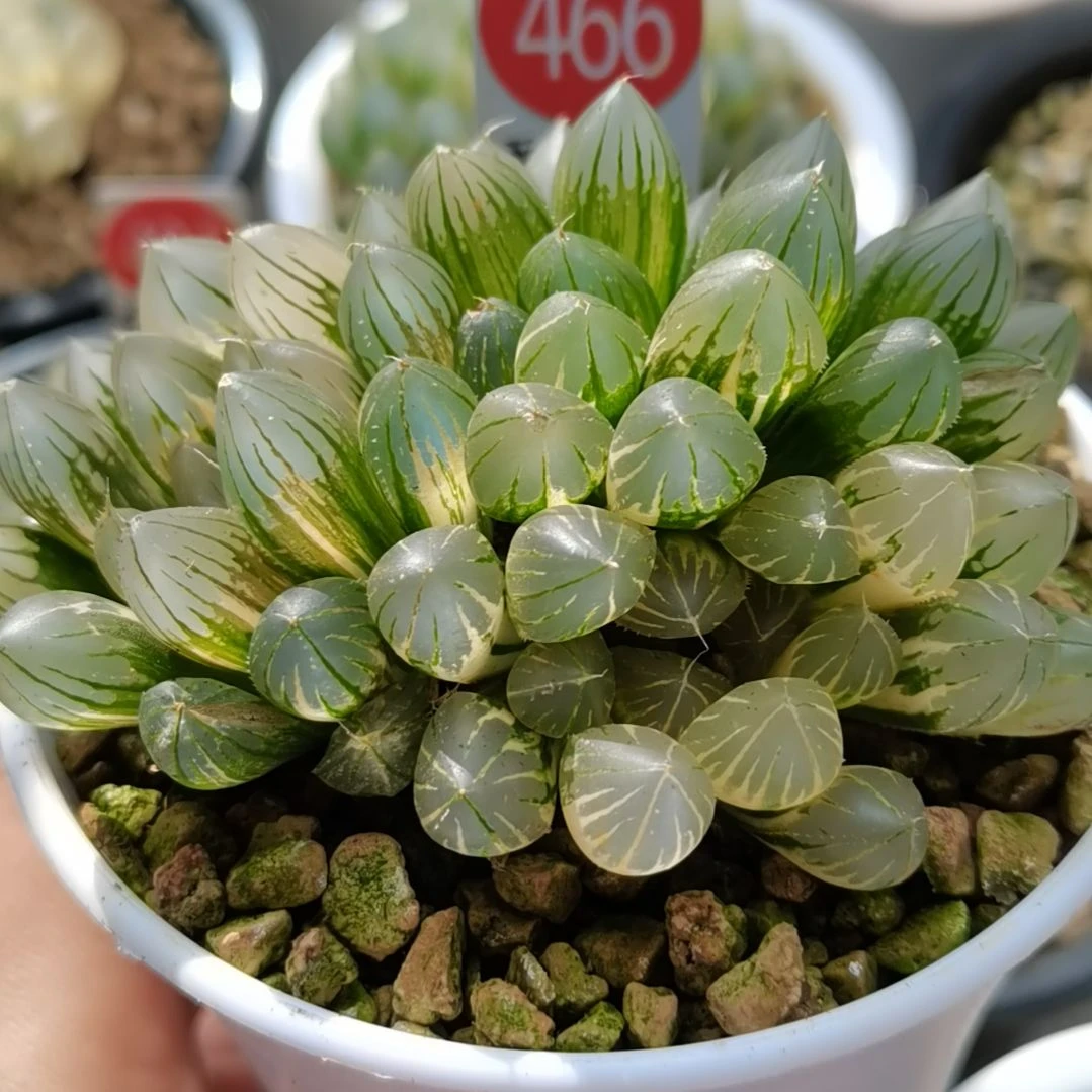 466号霓虹灯3头群生一物一拍带盆土发货