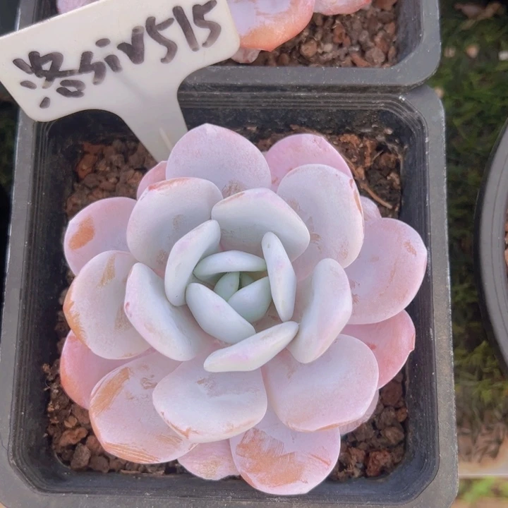 健健康康平平安安