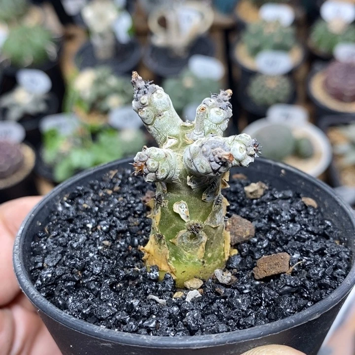 实生白象奇峰锦30号主干1.9cm