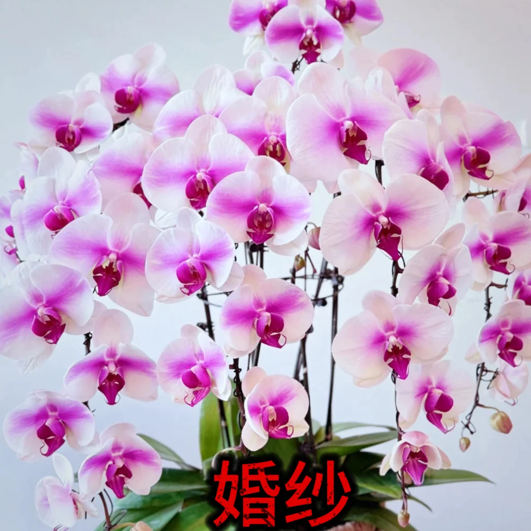 【婚纱】3.5寸加高杯白色系中大花型带腮红感蝴蝶兰