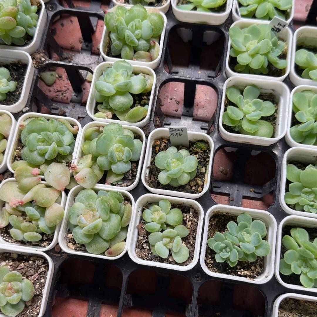 风花05 中苗盆一个满25包邮