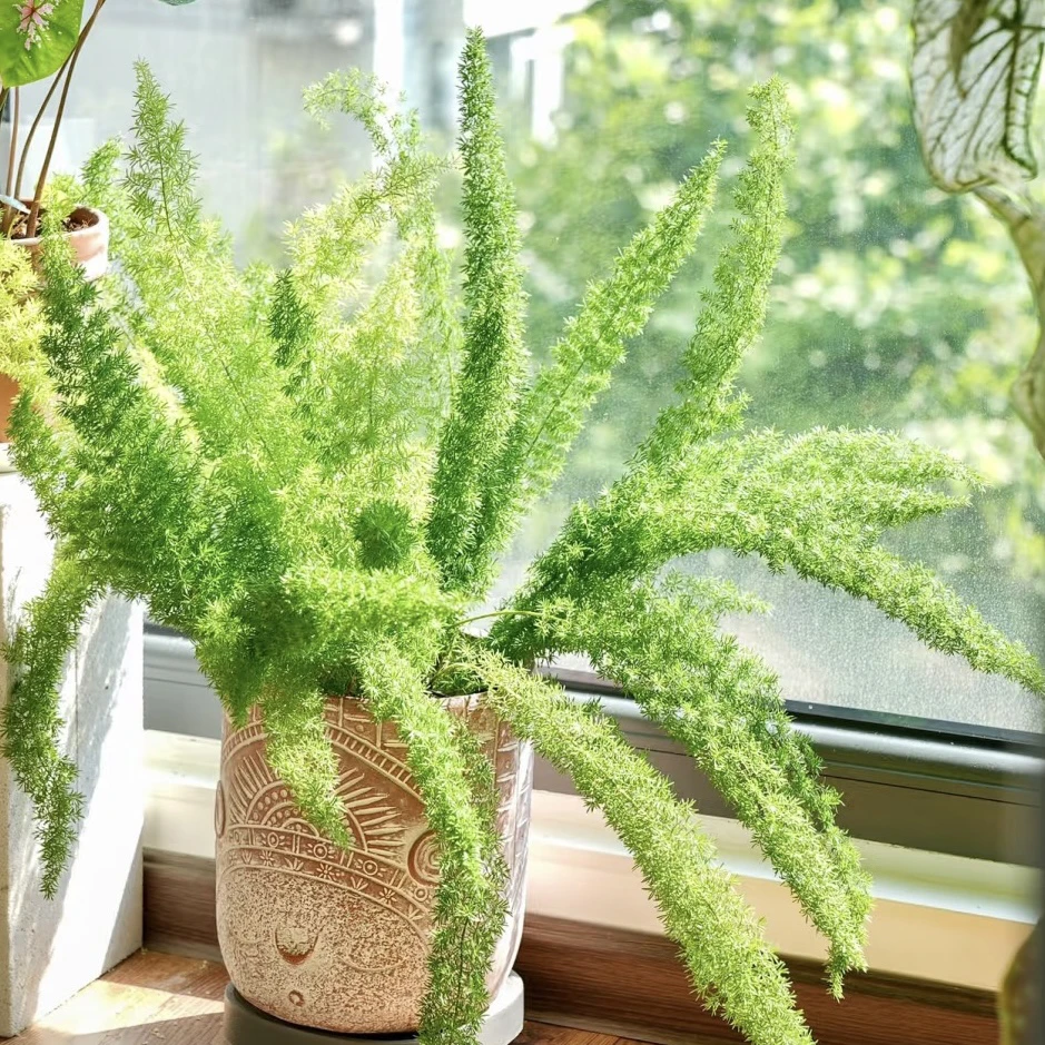 【狐尾天门冬】盆栽植物庭院阳台花卉室内四季常青