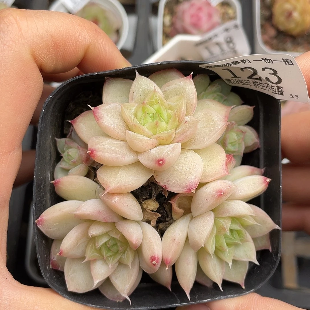 123 3.5一物一拍精品美肉