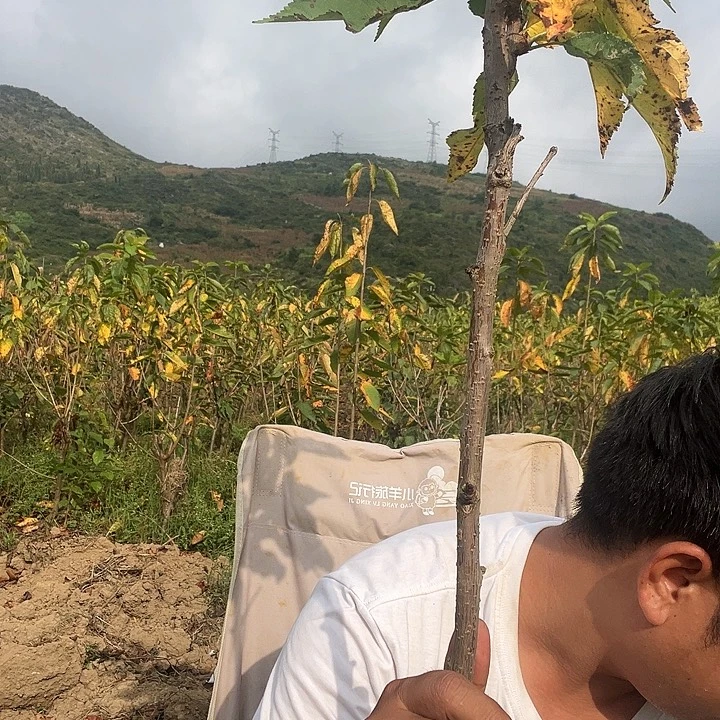 ღ***-当前无花栽培后可以开花46