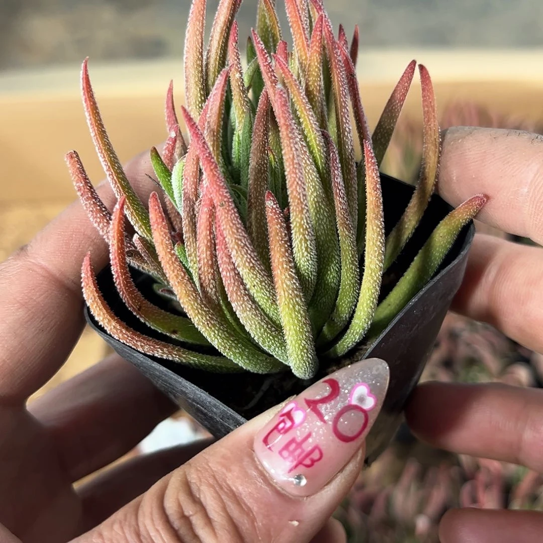 不知道群生有根发货有根