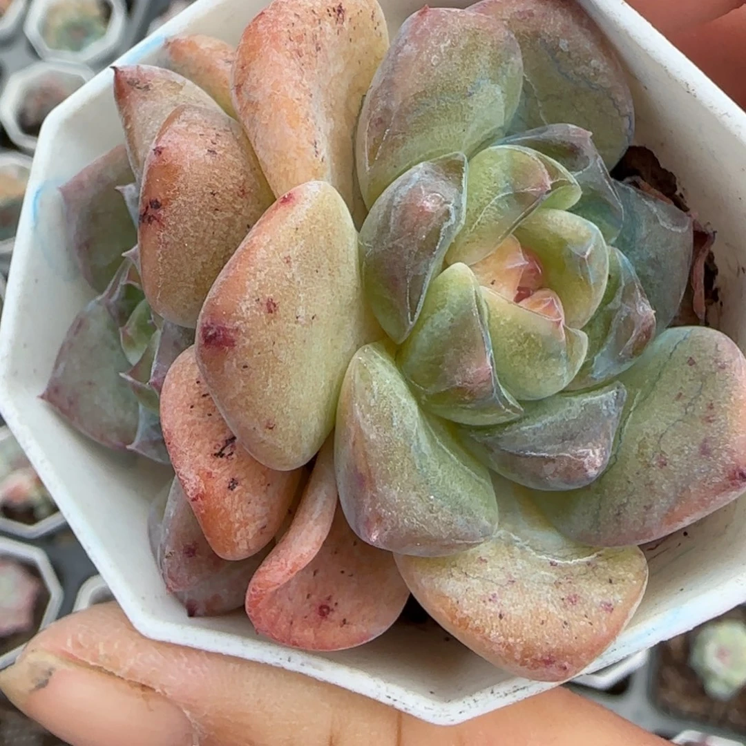 小卡拉米糖心一物一拍