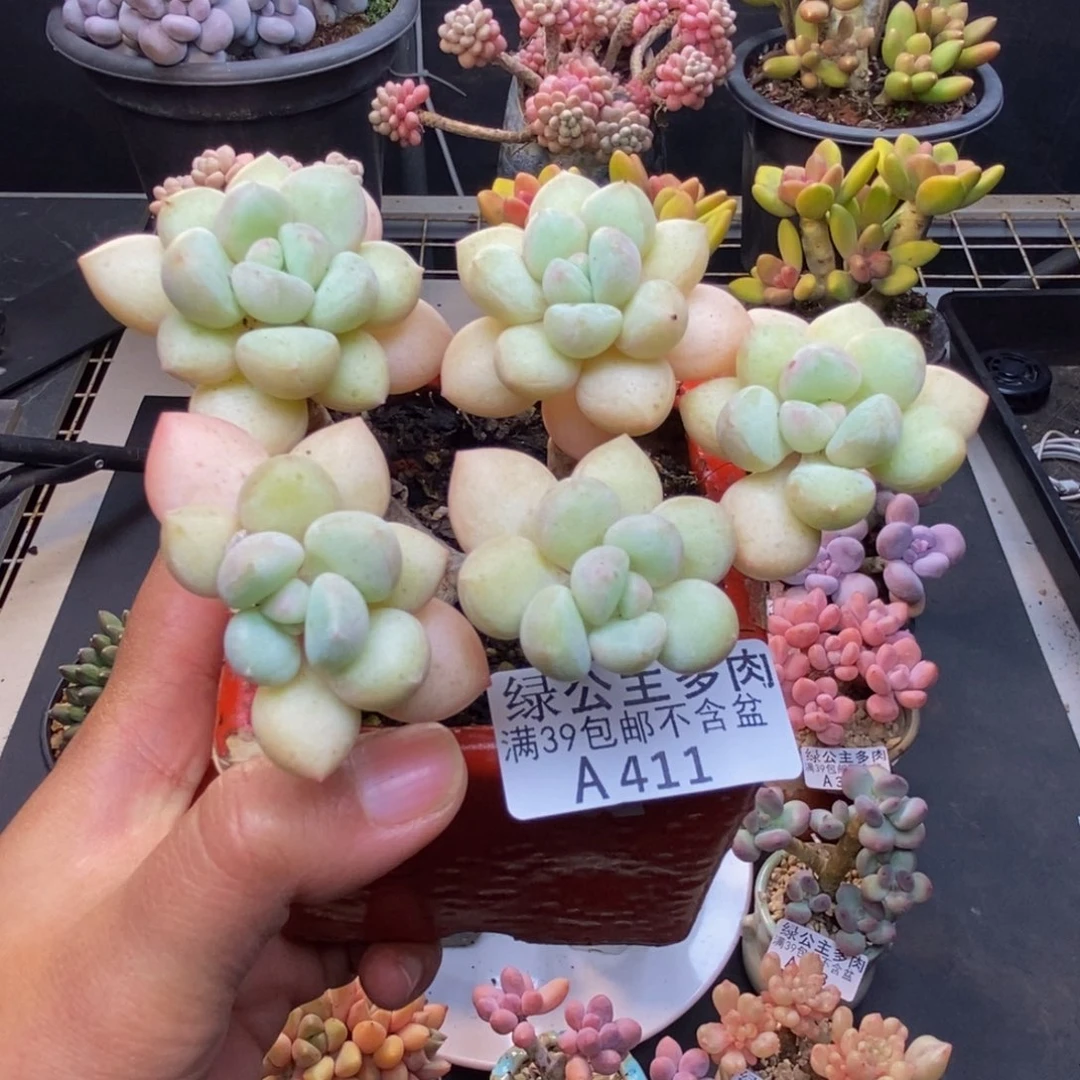 411泡泡糖多肉8c m