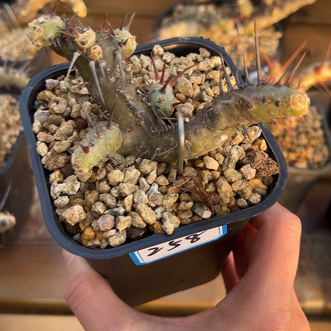 产地刺月界，紧凑密枝