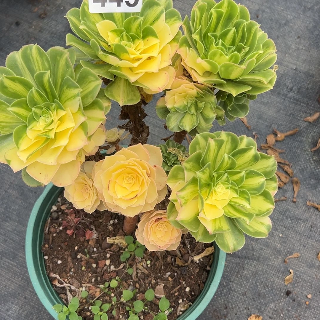 精品多肉植物445琉璃