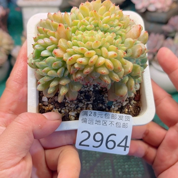 大2964。vzczvxbcbbb