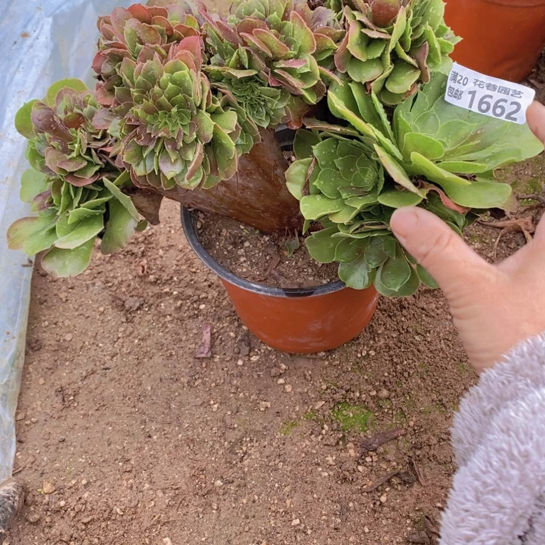 1662 号一物一拍多肉植物