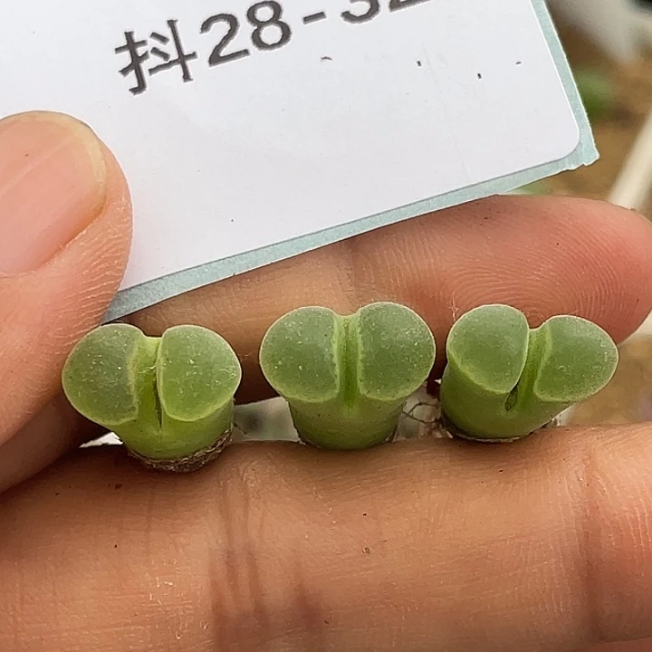 28-32极窗风铃多肉植物