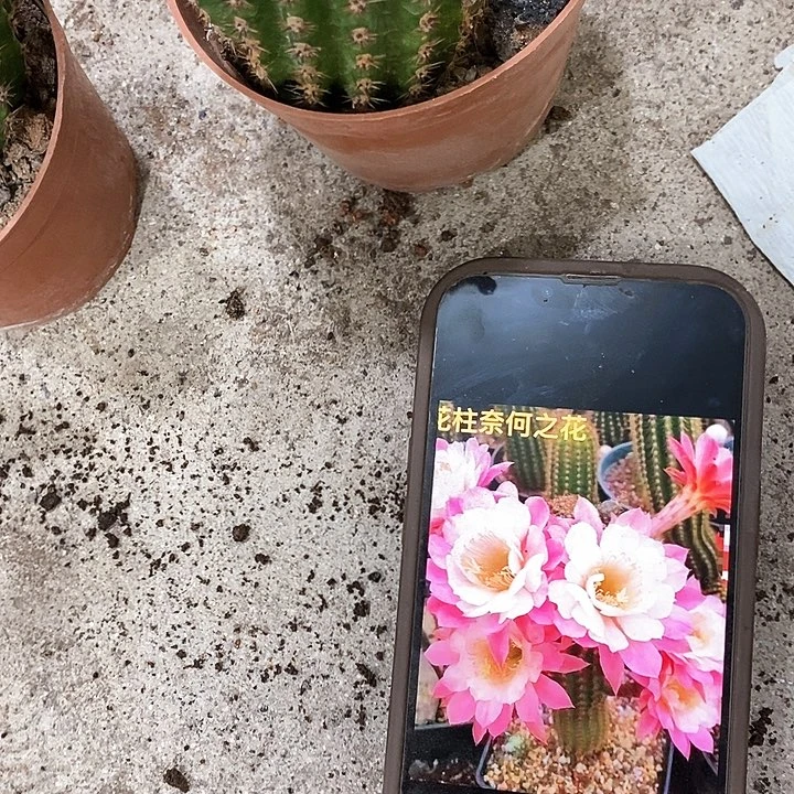 奈何毛花，高10公分左右