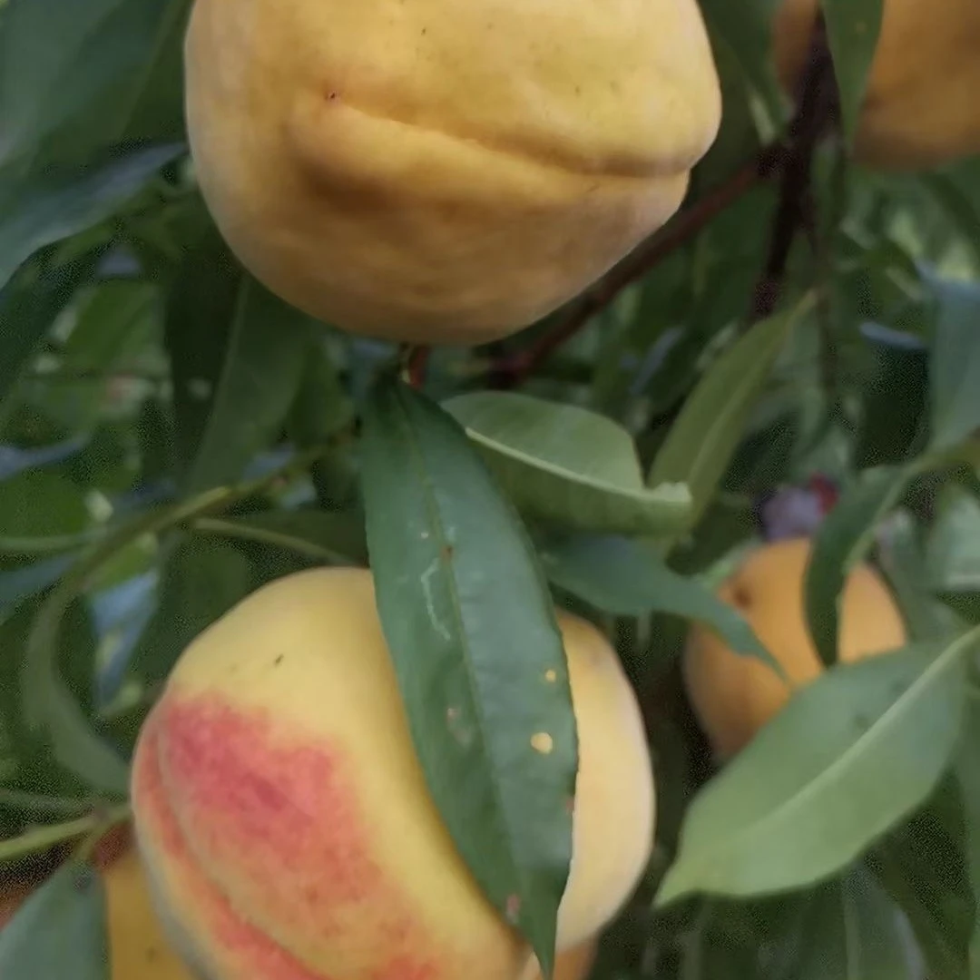 湖南高山锦绣黄桃新鲜天然红心黄桃顺丰发货