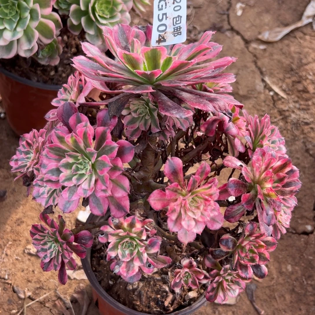 504红铜白，多肉法师