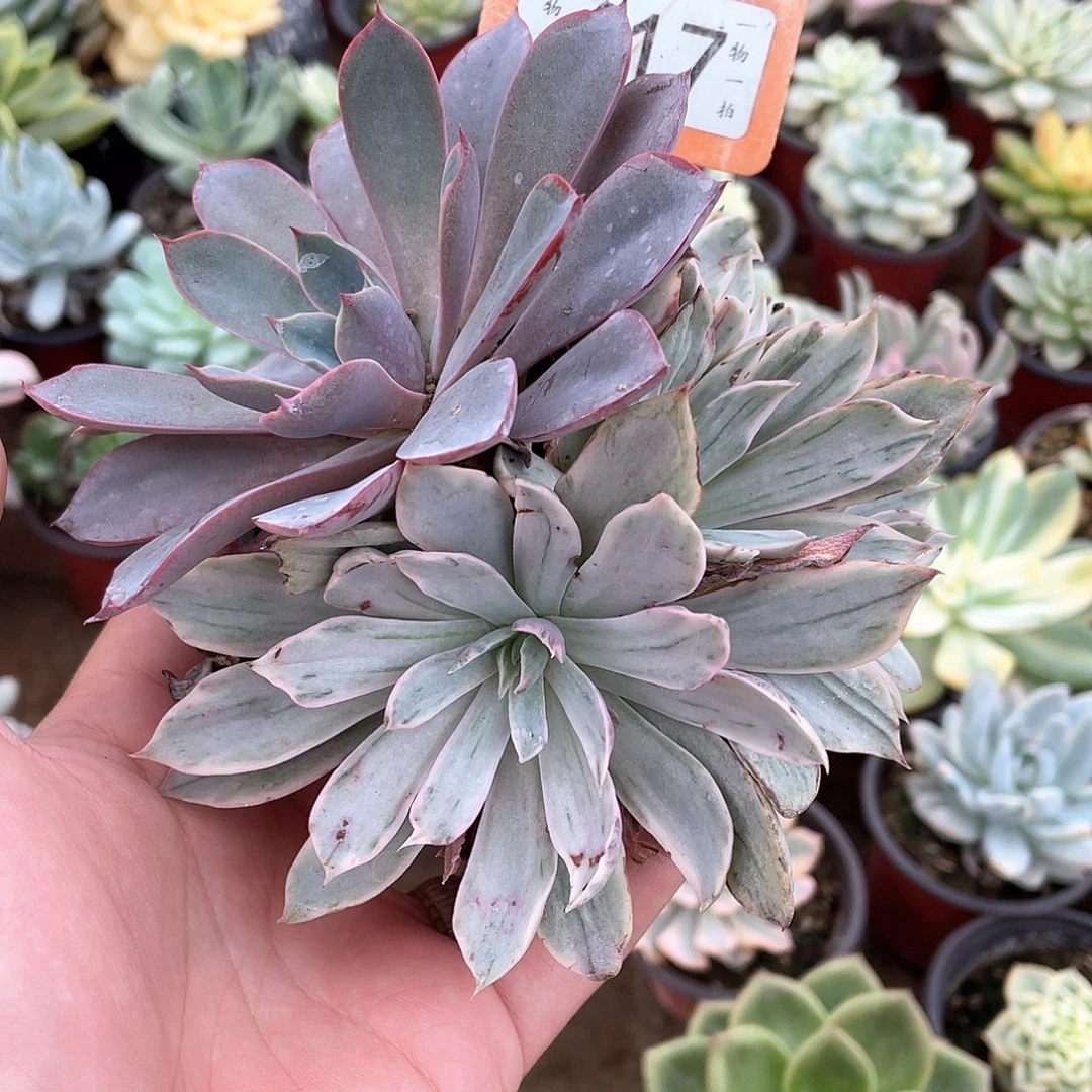熊***生617号多肉植物百科