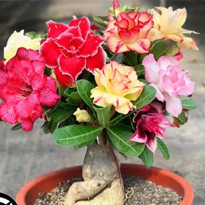 沙漠玫瑰盆栽老桩四季开花重瓣绿植室内客厅花卉耐干好养多肉植物