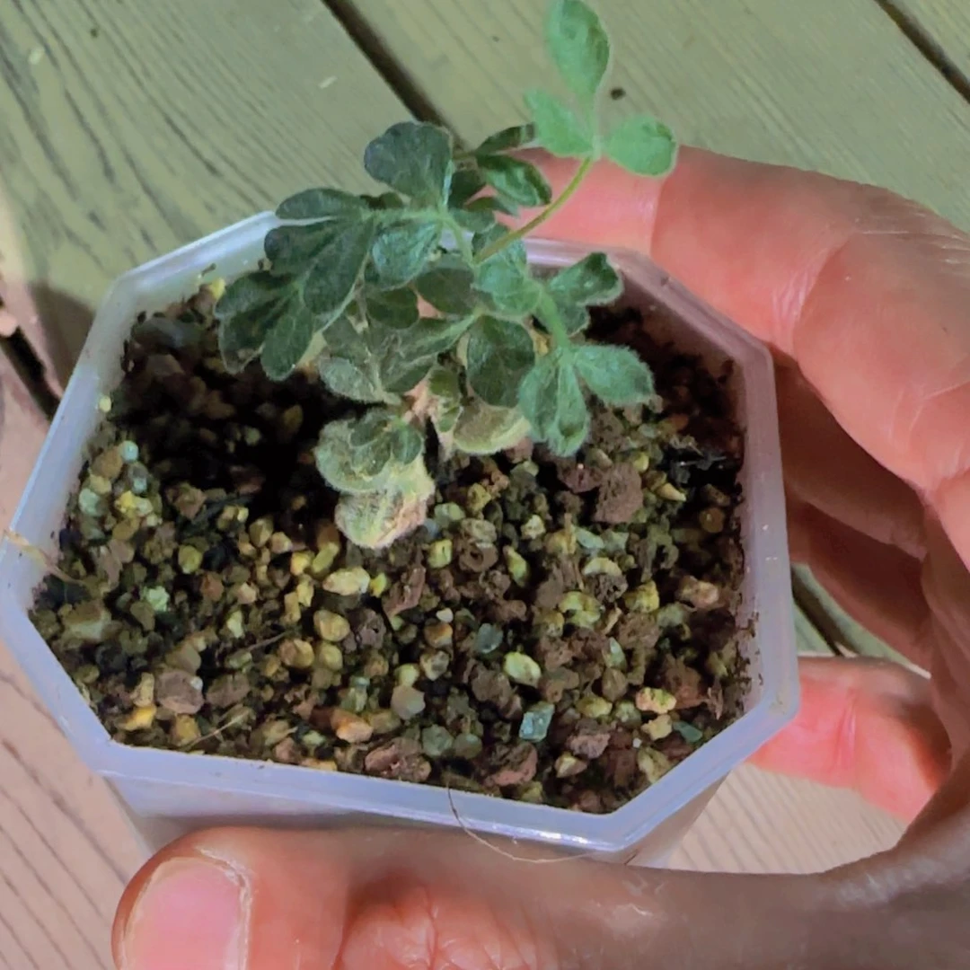 块根植物块根植物